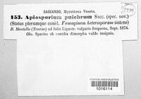 Apiosporium pulchrum image